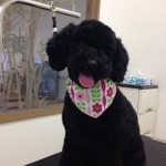 プードル　バニラちゃん２６７